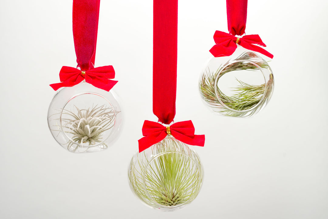 Air Plant Tillandsia Christmas Holiday Studio