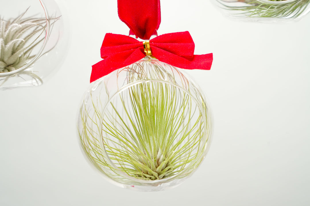 Air Plant Tillandsia Christmas Holiday Studio