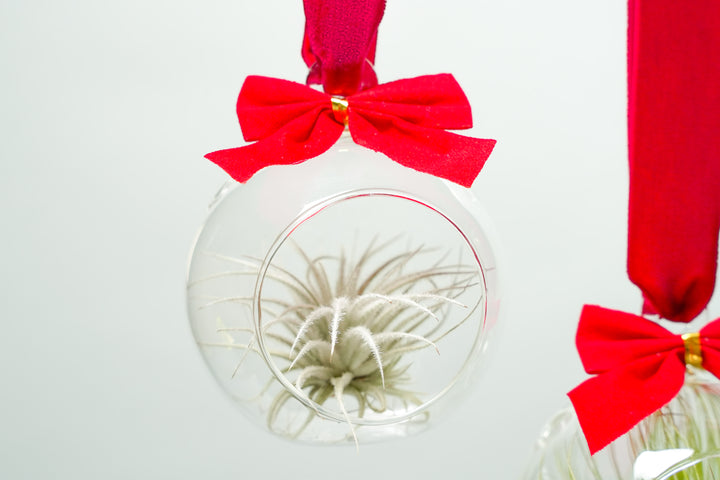 Air Plant Tillandsia Christmas Holiday Studio