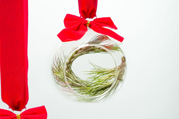 Air Plant Tillandsia Christmas Holiday Studio