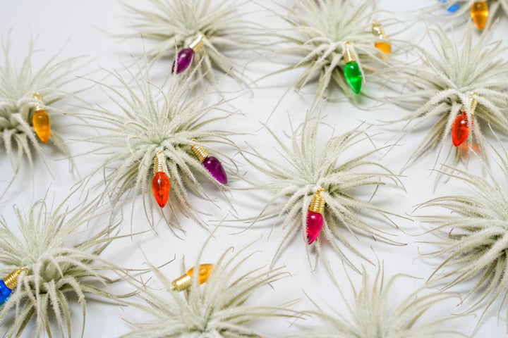 Air Plant Tillandsia Christmas Holiday Studio