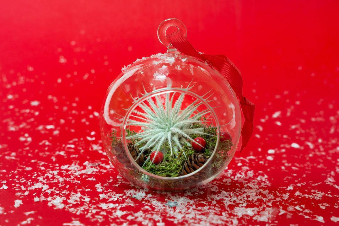 Festive Forest Terrarium with Custom Tillandsia Air Plant