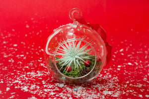 Festive Forest Terrarium with Tectorum Air Plant