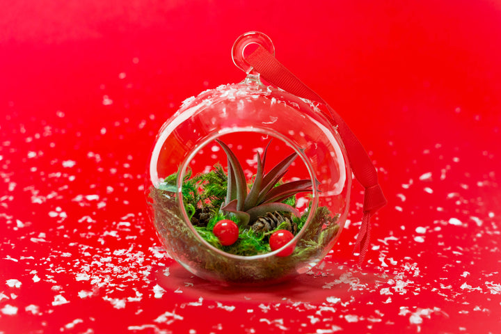 Festive Forest Terrarium with Custom Tillandsia Air Plant