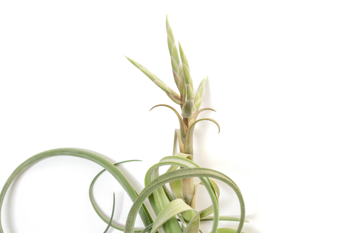 Tillandsia Curly Slim Air Plant (T. intermedia x T. streptophylla)