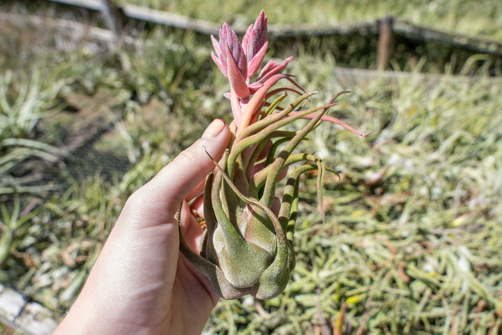 Sale Packs - 25% Off - Tillandsia Seleriana Air Plant