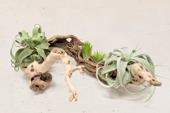 large multi-branch grapewood display with assorted tillandsia air plants