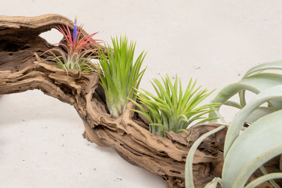 close up of three tillandsia ionantha air plants on grapewood