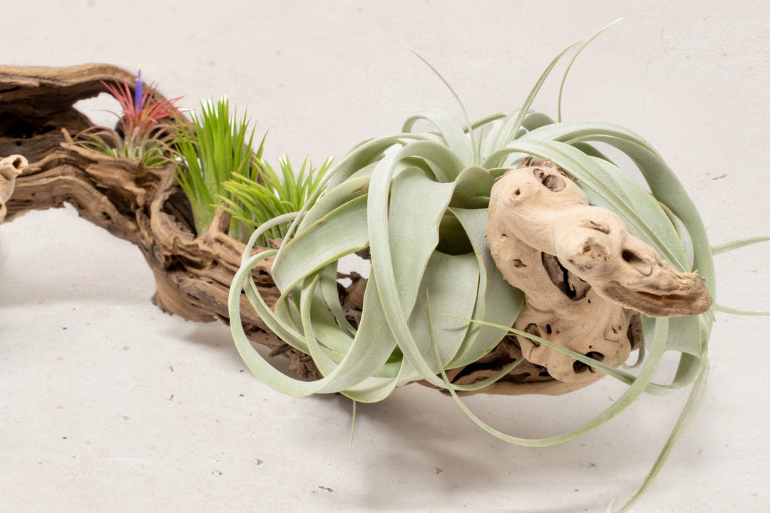 close up of tillandsia xerographica and three ionantha air plants on grapewood