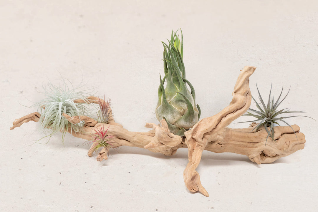 large multi-branch grapewood with assorted tillandsia air plants