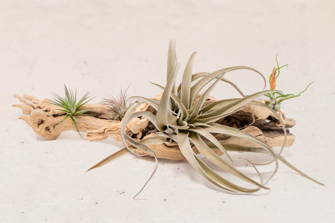 large single branch grapewood with assorted tillandsia air plants