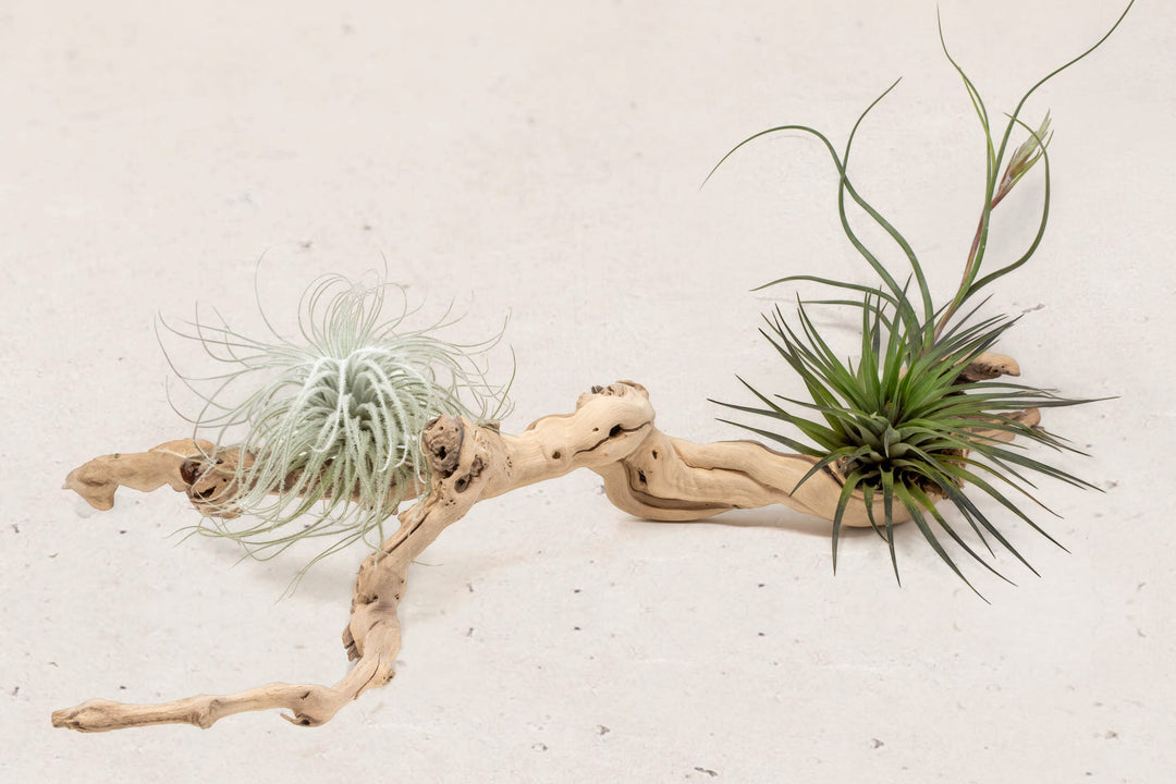 medium multi-branch grapewood with assorted tillandsia air plants