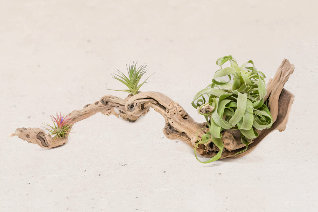 medium single branch grapewood with assorted tillandsia air plants