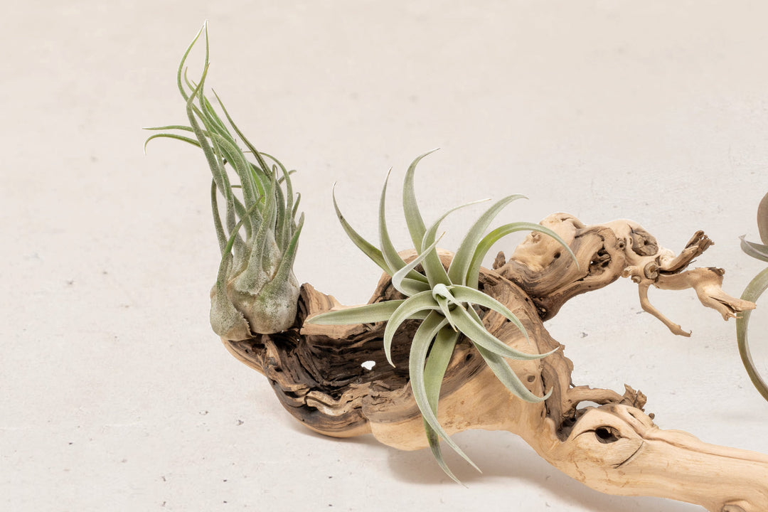 large multi-branch grapewood with assorted tillandsia air plants