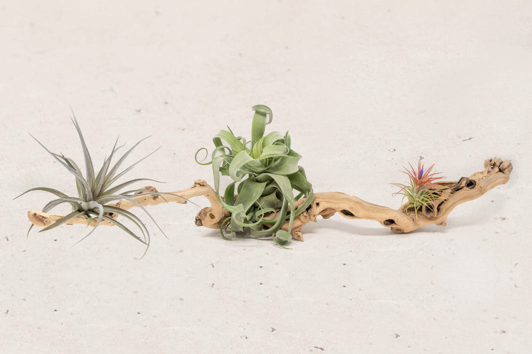 medium single branch grapewood with assorted tillandsia air plants