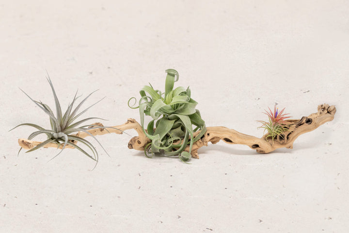 medium single branch grapewood with assorted tillandsia air plants