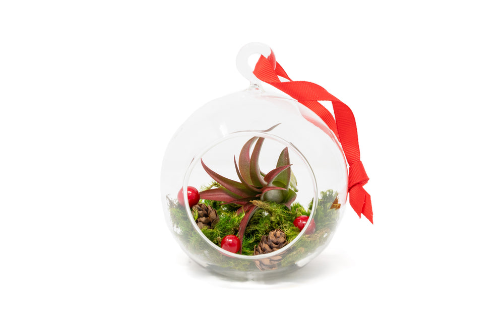 flat bottom glass globe with red ribbon for hanging containing moss, berries, mini pinecones and tillandsia red abdita air plant