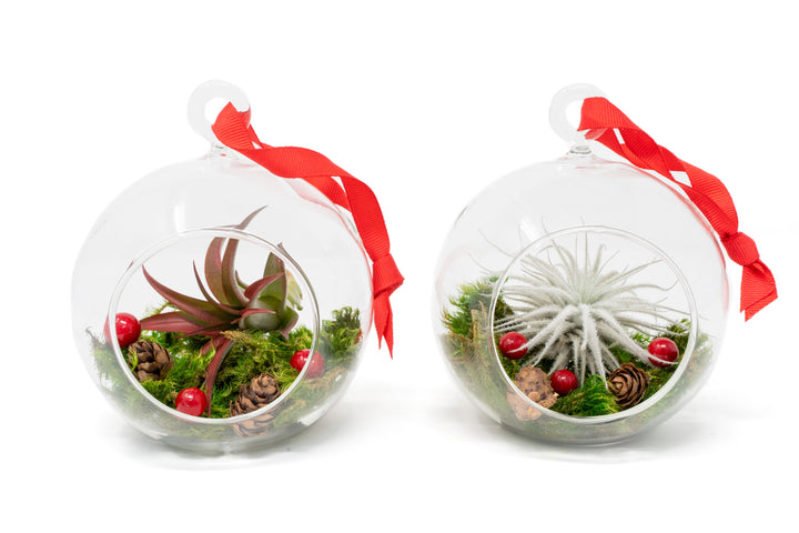 Festive Forest Terrarium with Custom Tillandsia Air Plant