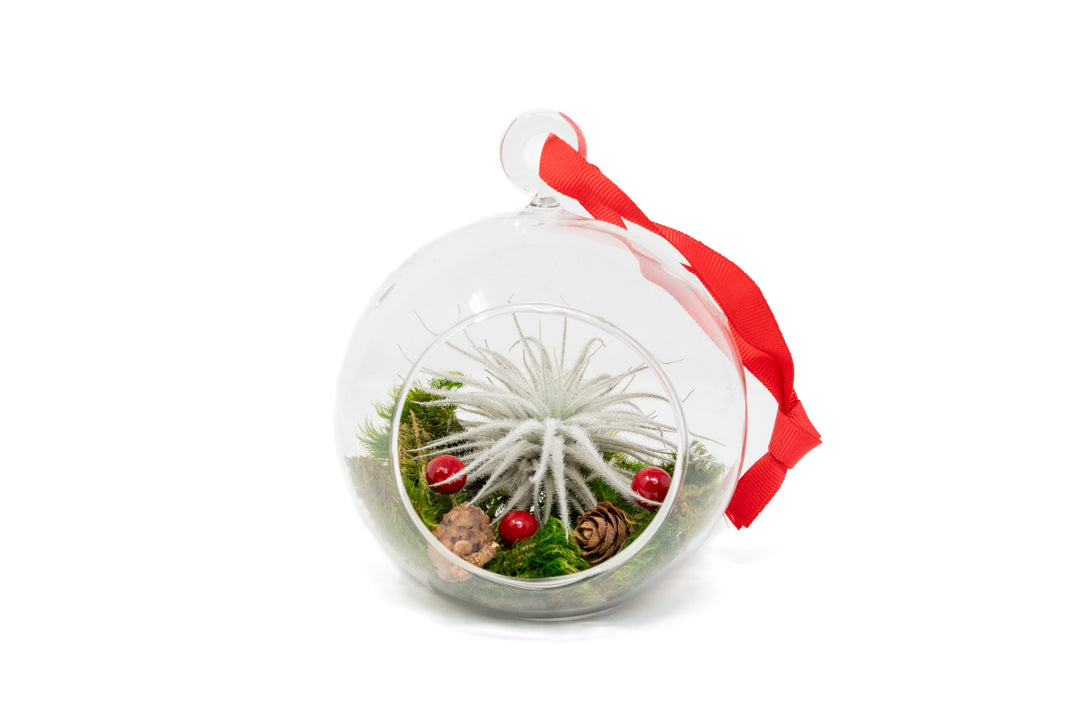 Festive Forest Terrarium with Custom Tillandsia Air Plant