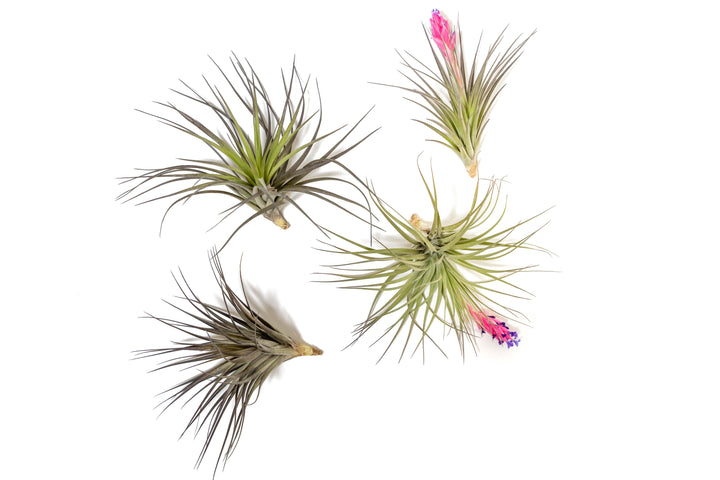 Tillandsia 'Midnight' Stricta Air Plant