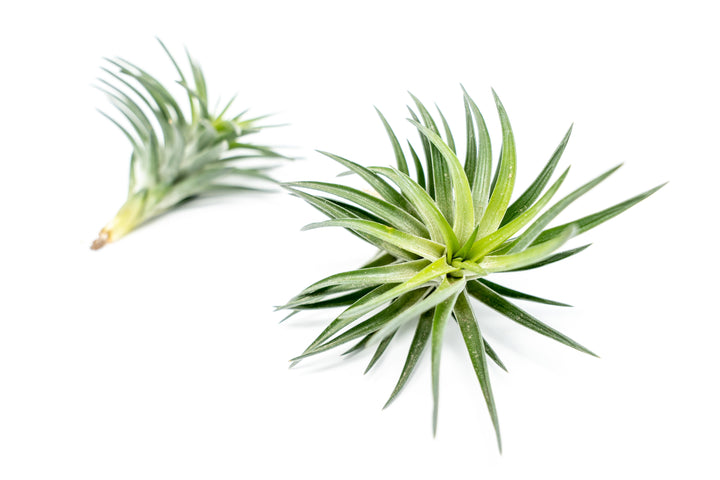 Tillandsia Neglecta Air Plant