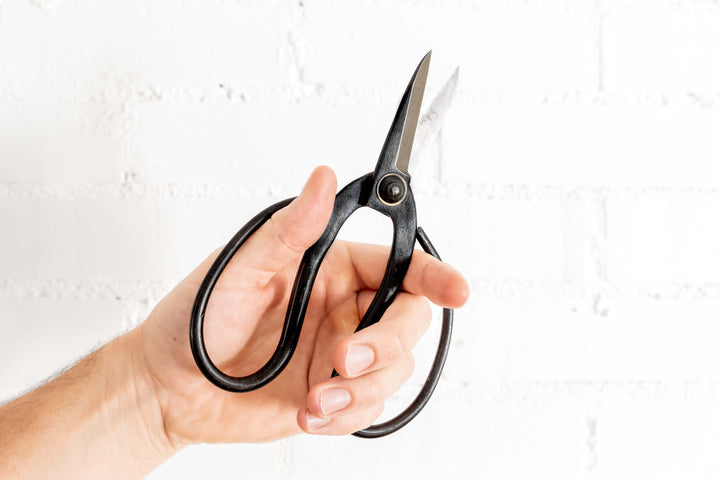 Bonsai-Style Pruning Scissors for Tillandsia Air Plants