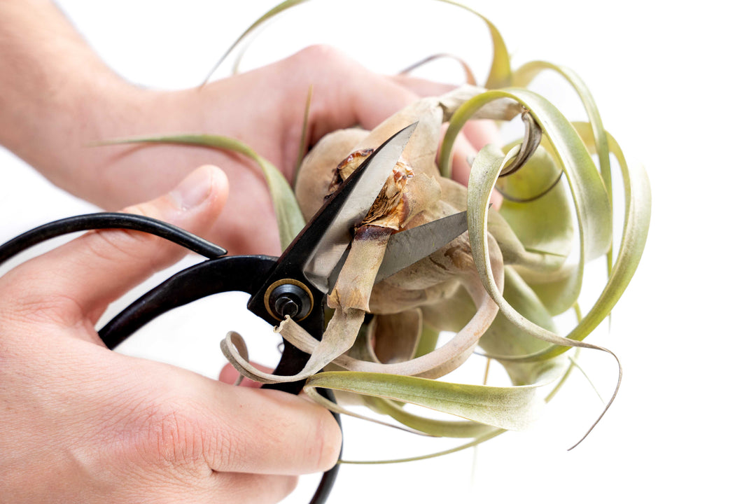 demo of pruning dead leaves off of the base of a tillandsia air plant with shears. 