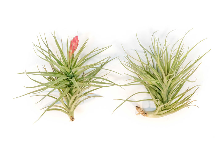 Tillandsia 'Magnificent' Stricta Air Plant