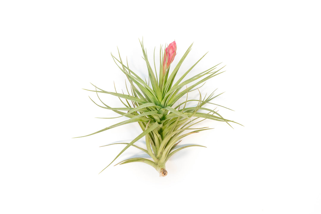 Tillandsia 'Magnificent' Stricta Air Plant