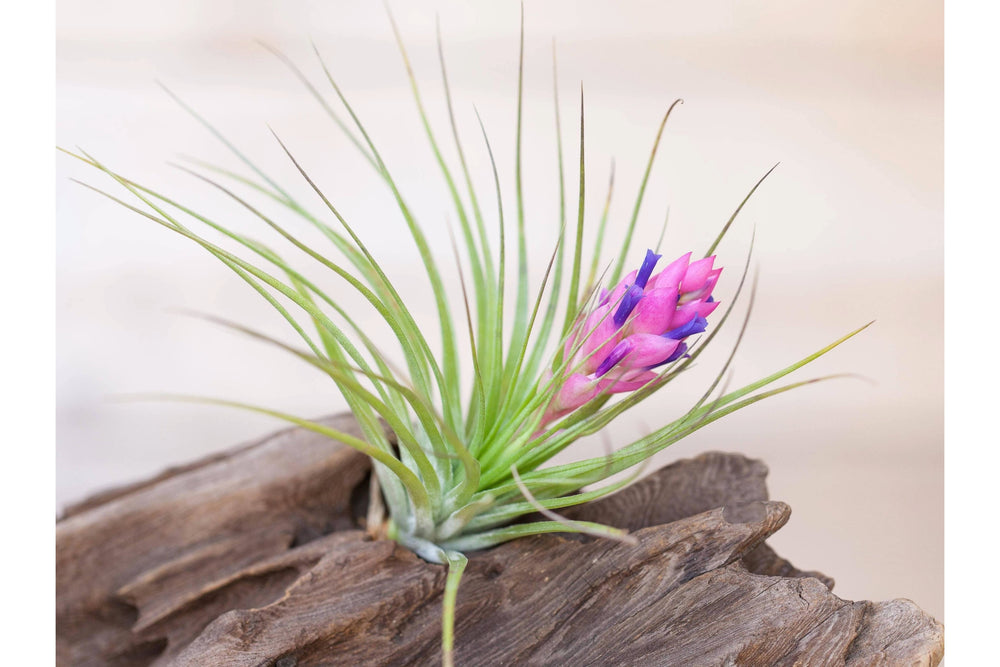 Tillandsia Air Plant Stricta Bloom