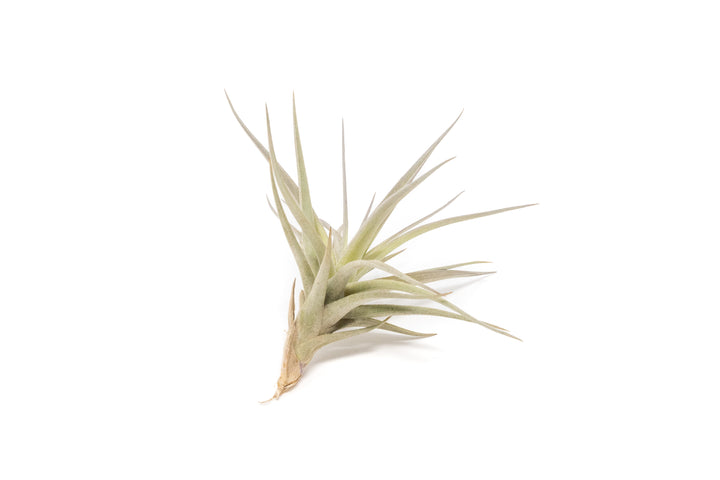 Tillandsia Tenuifolia Air Plant