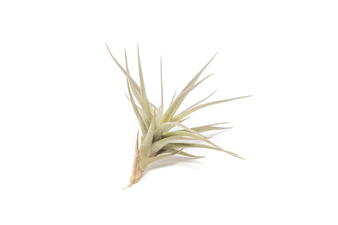 Tillandsia Tenuifolia 'Bronze' Air Plant