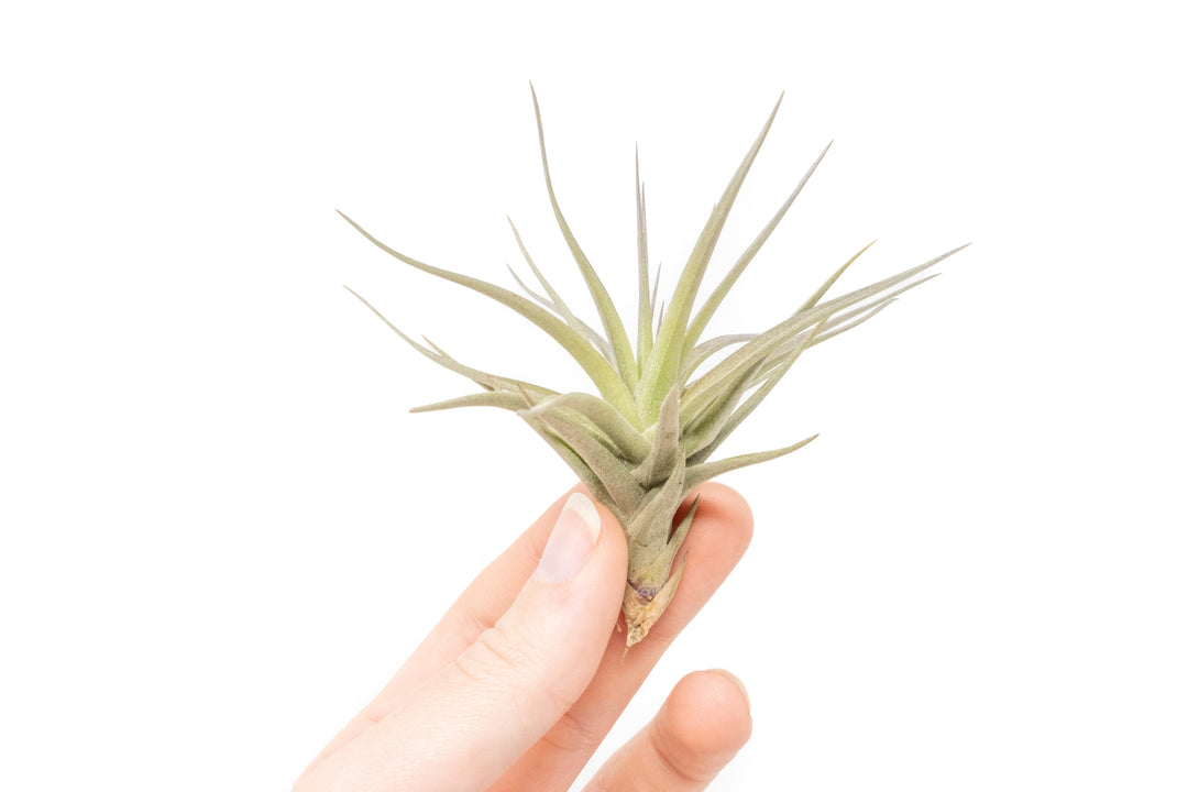 Wholesale: Tillandsia Tenuifolia Air Plants