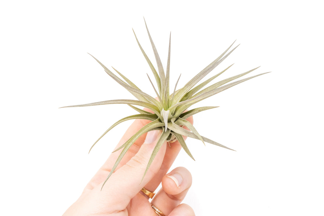 Tillandsia Tenuifolia Air Plant