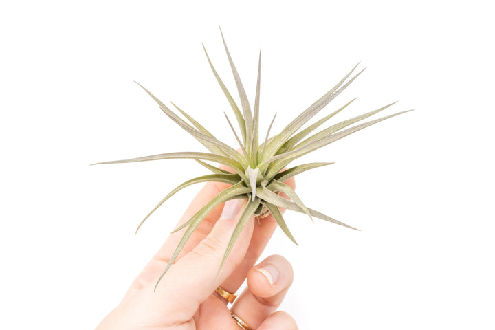 Tillandsia Tenuifolia 'Bronze' Air Plant