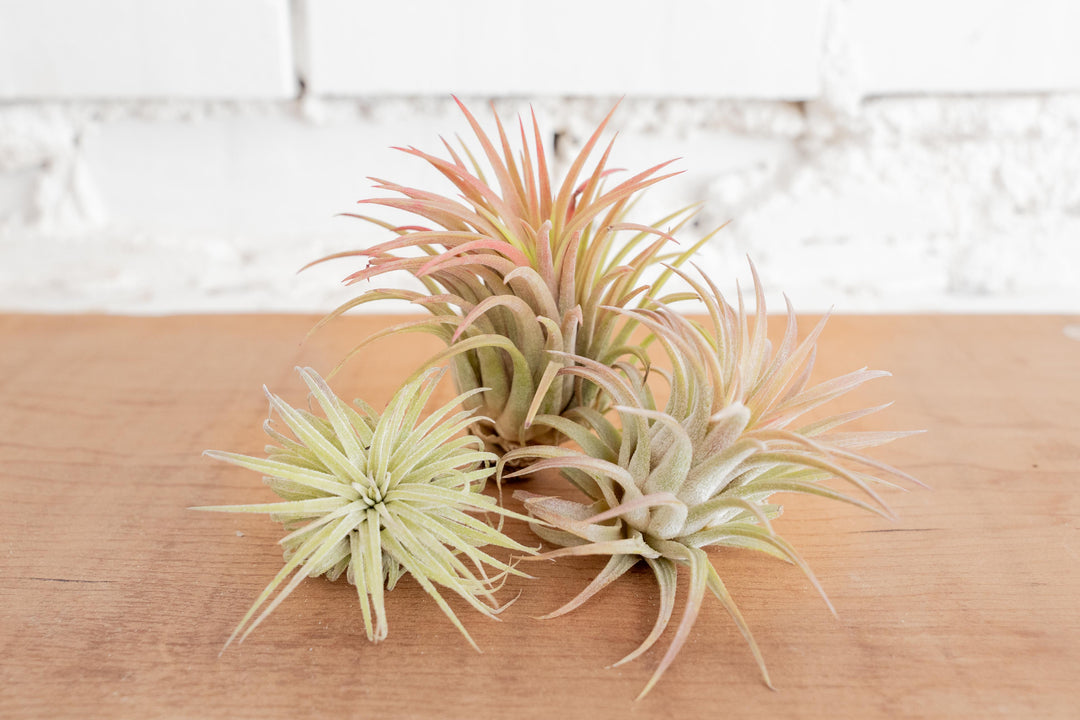 3 Tillandsia Ionatha Rubras of Varying Sizes