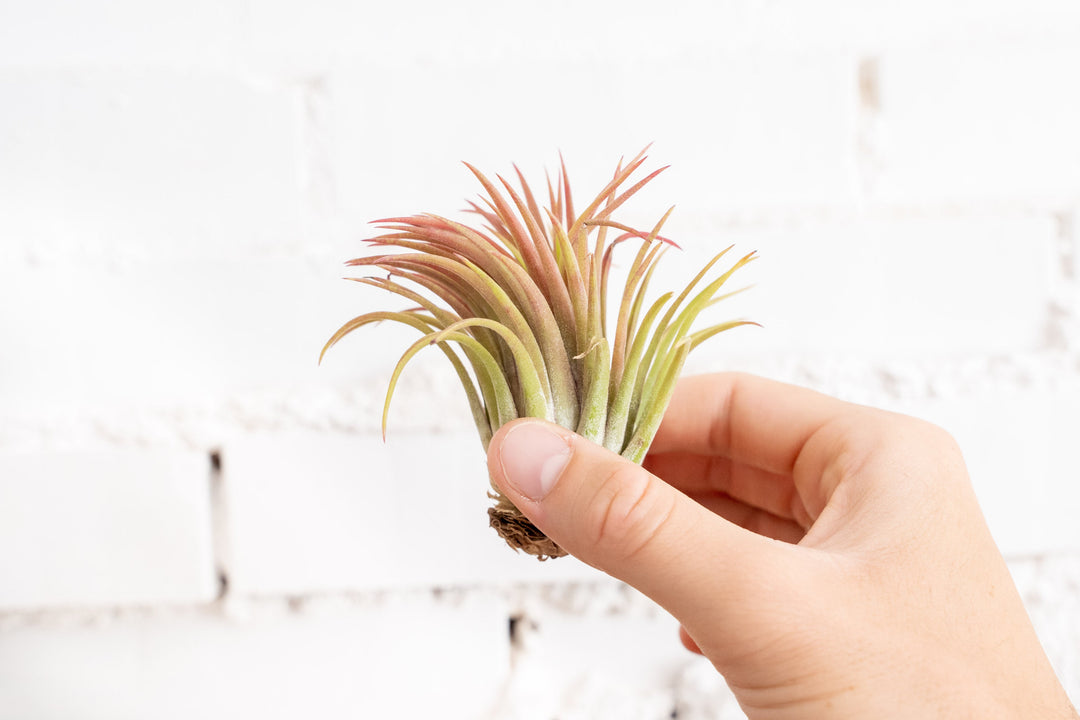 Hand holding Tillandsia Ionantha Rubra Air Plant