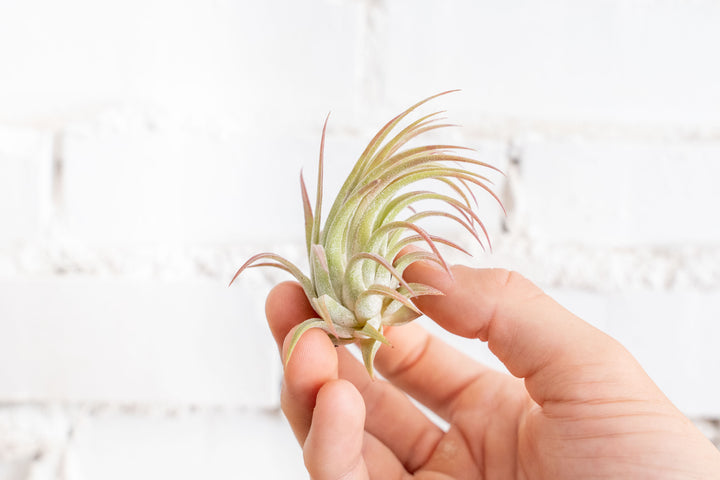 Wholesale: Tillandsia Ionantha Rubra Air Plants