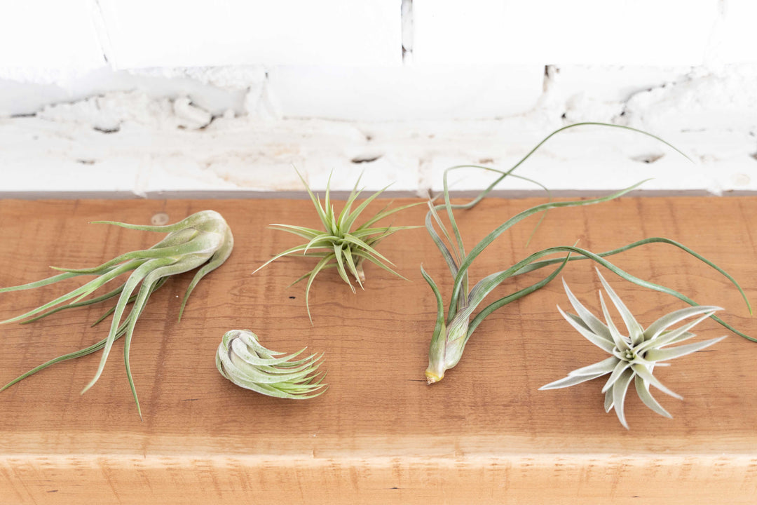 Toughest Tillandsia Air Plants Combo Packs