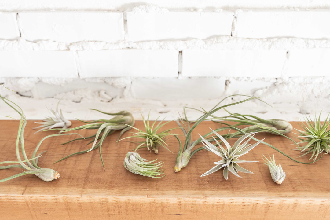 Toughest Tillandsia Air Plants Combo Packs