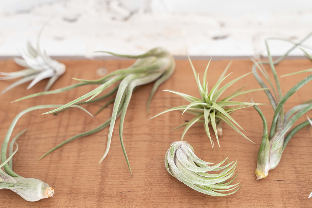 Toughest Tillandsia Air Plants Combo Packs