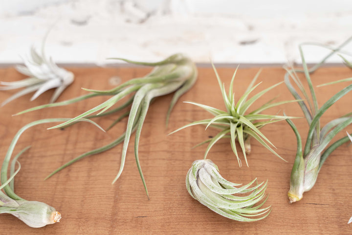 Toughest Tillandsia Air Plants Combo Packs