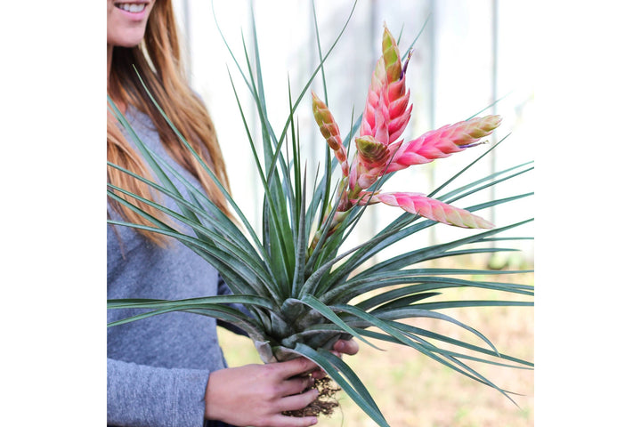 Tillandsia Air Plant Tropiflora Bloom