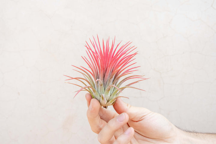 Tillandsia Ionantha Rubra Air Plant