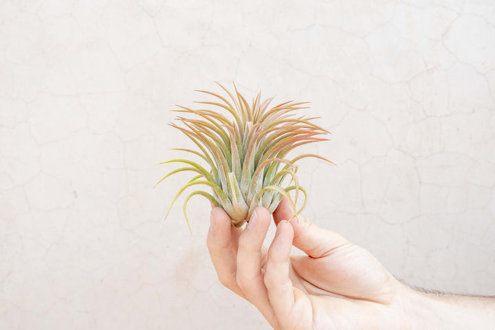 Wholesale: XL Tillandsia Ionantha Rubra Air Plants