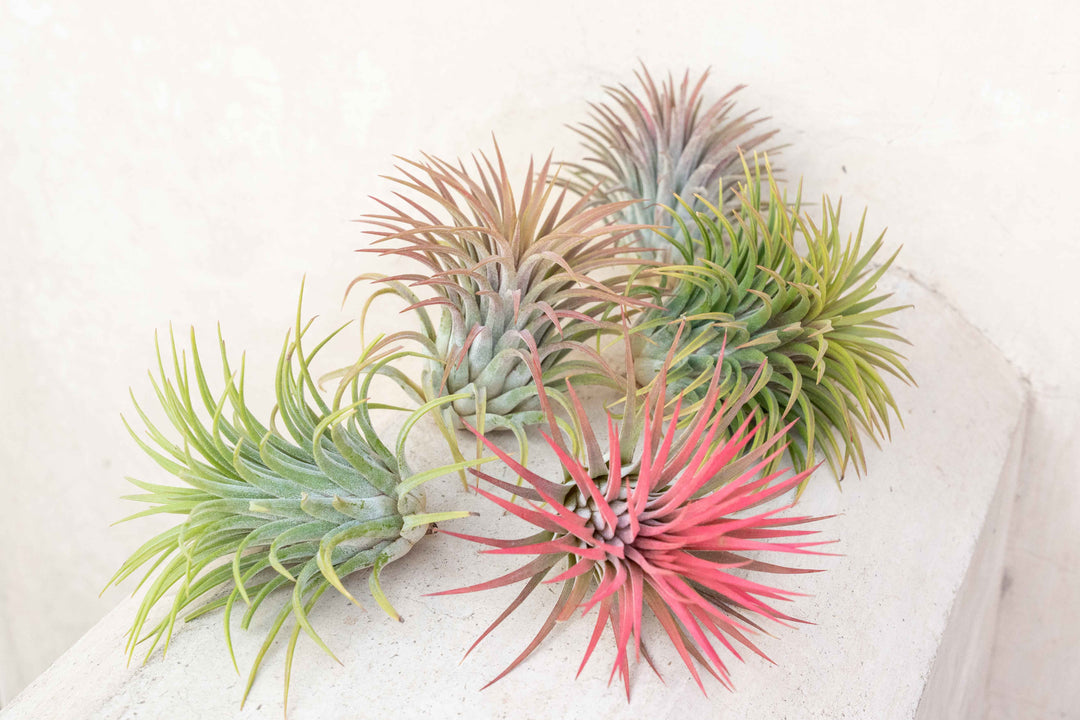 Tillandsia Ionantha Rubra Air Plant