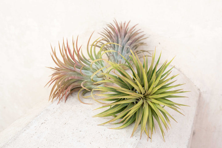 Wholesale: XL Tillandsia Ionantha Rubra Air Plants