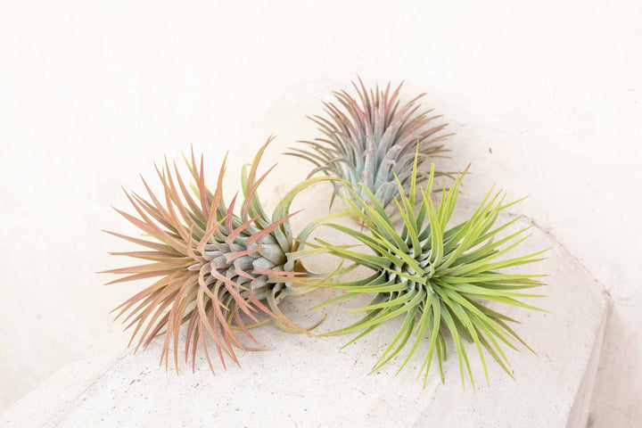 Wholesale: XL Tillandsia Ionantha Rubra Air Plants