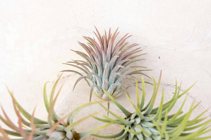 Wholesale: XL Tillandsia Ionantha Rubra Air Plants