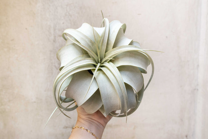 Sale Packs - 40% Off - Large Tillandsia Xerographica